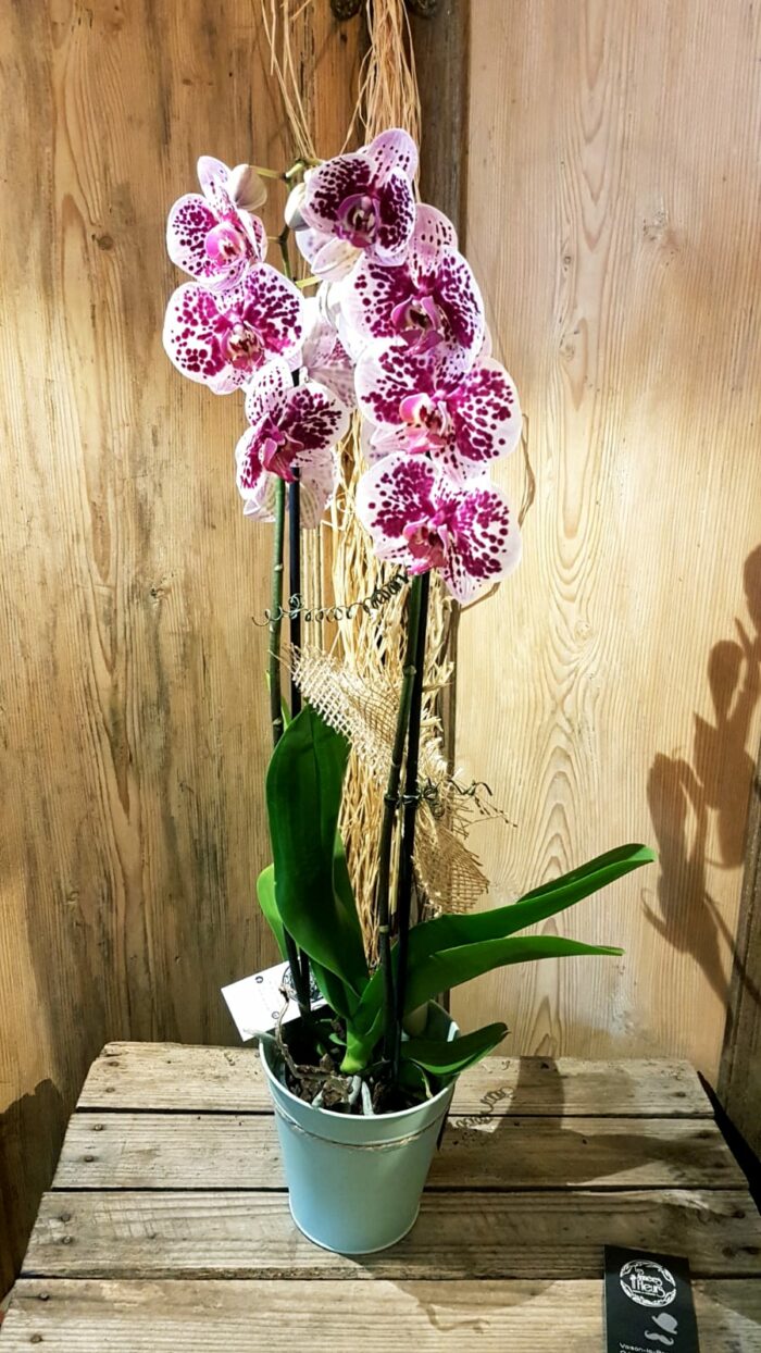 Orchidée