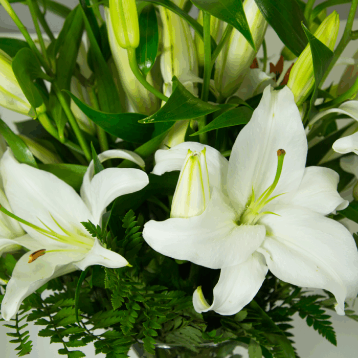 Bouquet de Lys blancs de qualité extra